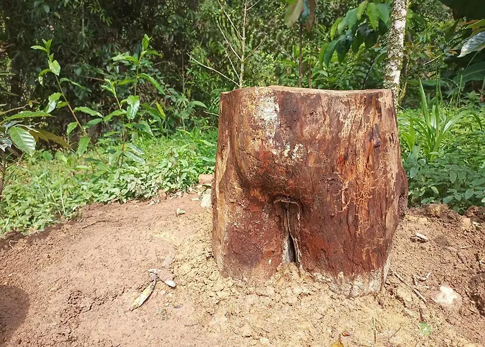 Cabaña en el Campo